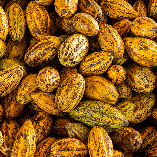 Sacred cacao ceremony ritual ingredients