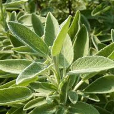 Sage healing and detox herbs